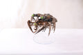 Canoptek Spyder