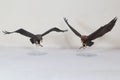 Great Eagles of the Misty Mountains