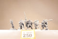Space Marine Scout Squad with snipers (O250